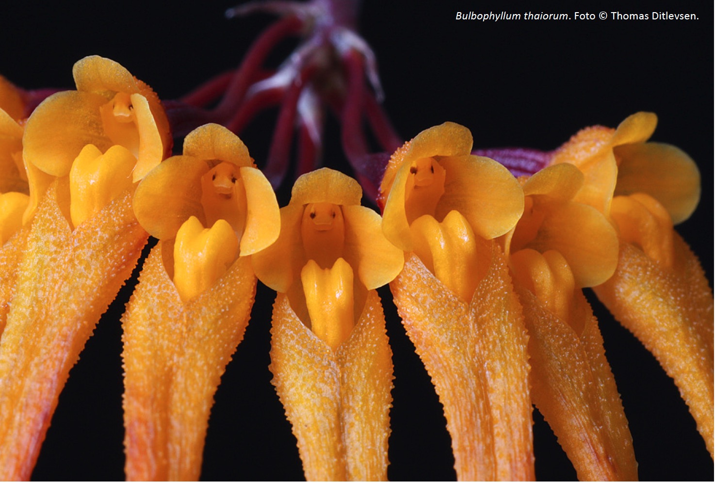 Una primera vista del género Bulbophyllum